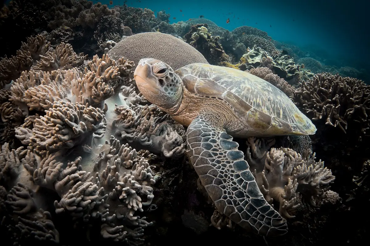 Sea turtle in the waters around Apo Island
