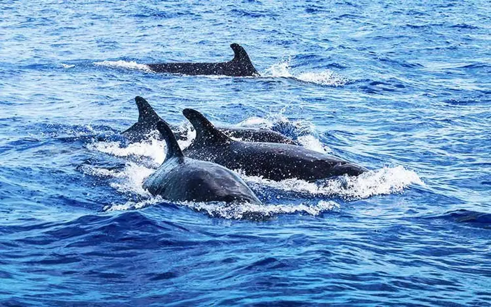 Pod of dolphins swimming in the blue waters of Tañon Strait